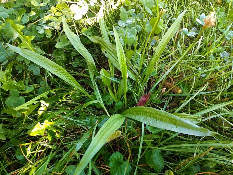 Profesor za Net.hr otkrio tajni recept: 'Pijem ga 40 godina i nikad me ne boli grlo'