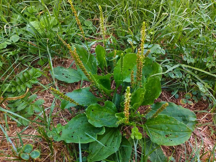 Profesor za Net.hr otkrio tajni recept: 'Pijem ga 40 godina i nikad me ne boli grlo'