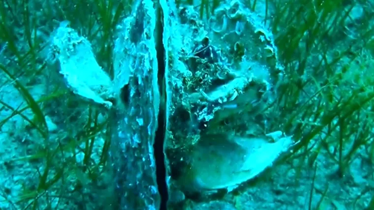 U moru pronašao perisku pa joj dao ime po profesorici: 'Živka je bila dobra duša'