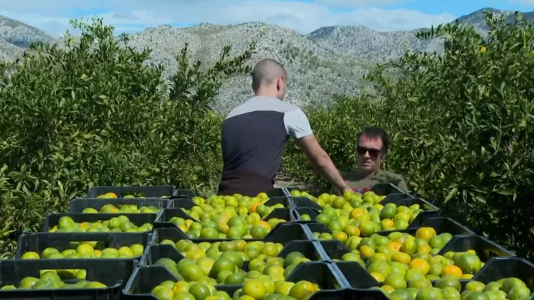 Počela berba mandarina. Iako je rod manji nego lani, kvaliteta je vrhunska