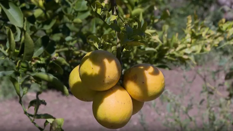 Hrvatsku trese limunska kriza, nema ga ni za čaj. Direkt doznaje gdje je zapelo i kad dolazi