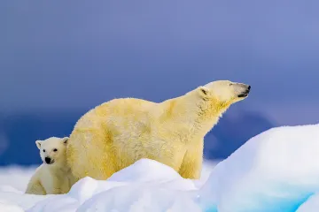 Brižna polarna medvjedica dopustila fotografu da satima bilježi koliko voli svoje zaigrano dijete