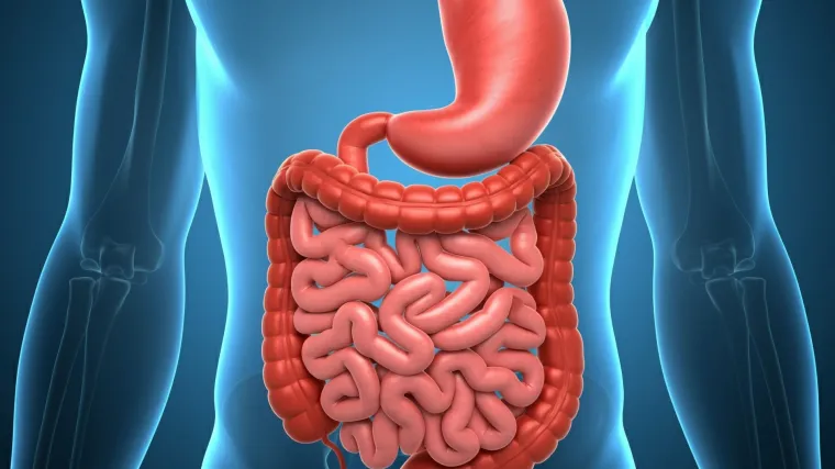 Utjecaj vi&scaron;ka kilograma na probavni sustav