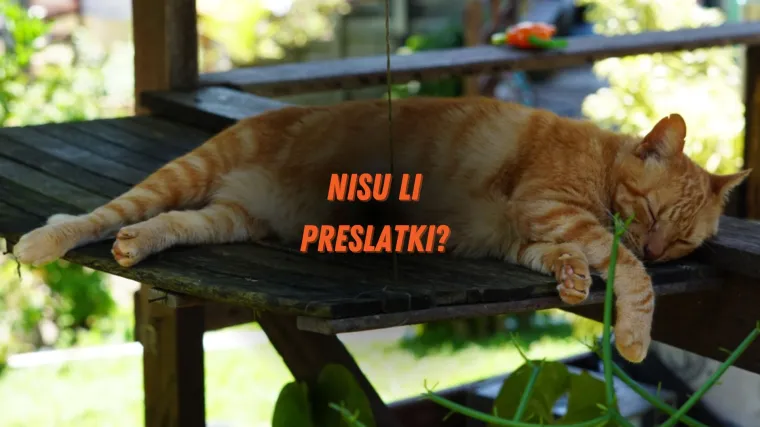 Možeš li prepoznati ovih 6/6 narančastih životinja?