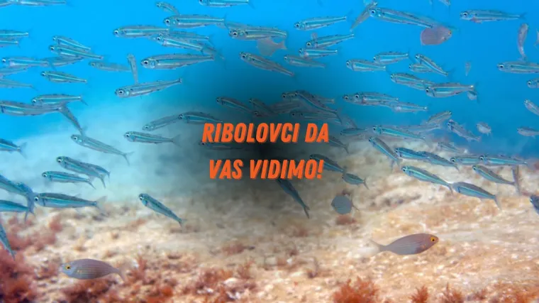 Provjeri svoje znanje:Koliko dobro poznaješ ribe?