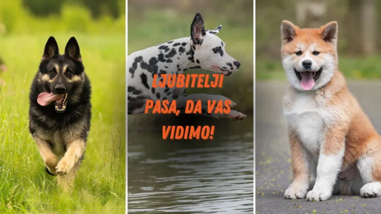 Provjeri svoje znanje o psima. Možete li pogoditi pasminu?