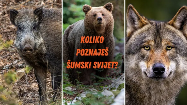 Može&scaron; li prepoznati ovih 7 divljih životinja?