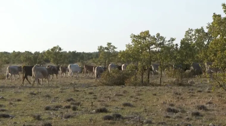 Stado goveda terorizira okolicu Drniša više godina, kako tome stati na kraj?