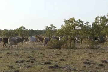 Stado goveda terorizira okolicu Drniša više godina, kako tome stati na kraj?