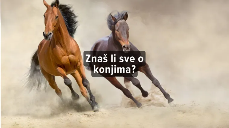 Kviz o konjima: Možeš li imati 7/7 na ovom kvizu?
