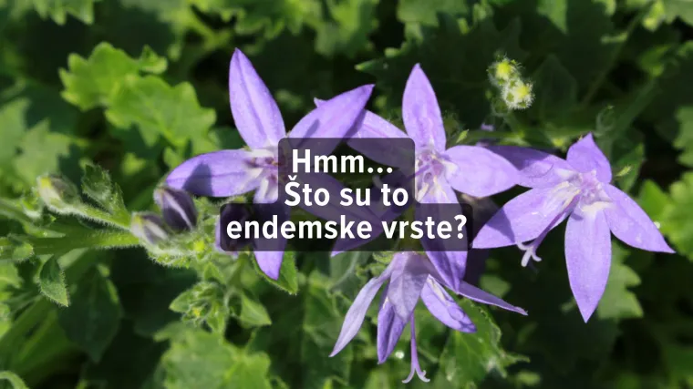 Kviz o endemskim vrstama: Znaš li prepoznati ove biljke i životinje?