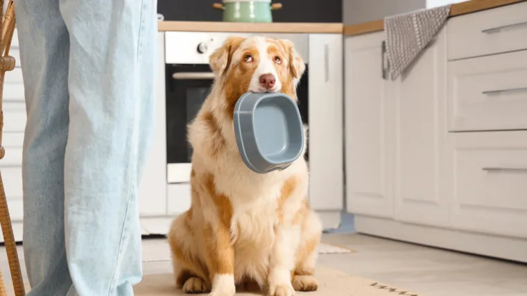 Kako prilagoditi prehranu psa ovisno o njegovoj veličini?