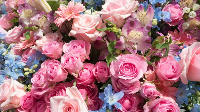 Kviz: Može&scaron; li dobiti 6/6 na ovom kvizu o cvijeću?