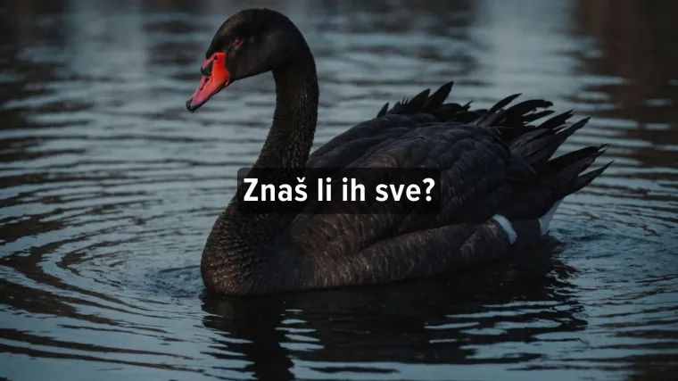 Kviz o životinjama: Možeš li prepoznati ove crne životinje?