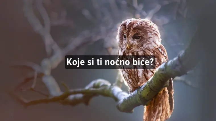 Kviz: Otkrij koja si noćna životinja!