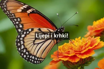 Kviz o leptirima. Može&scaron; li dobiti 6/6 na ovom kvizu?