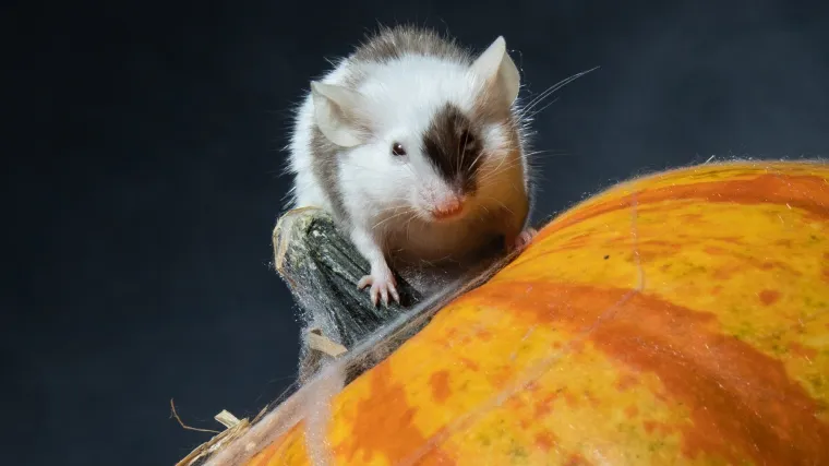 Tko kaže da Noć vještica mora biti uvijek jeziva? Ovi slatki miševi donose čaroliju koja osvaja srca