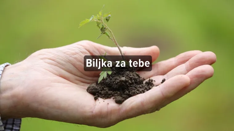 Kviz: Koju biljku treba&scaron; nabaviti?