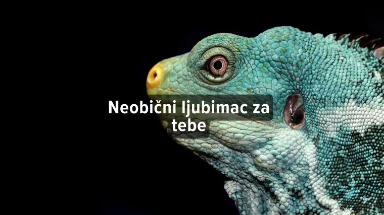 Kviz: Kojeg neobičnog kućnog ljubimca treba&scaron; imati?