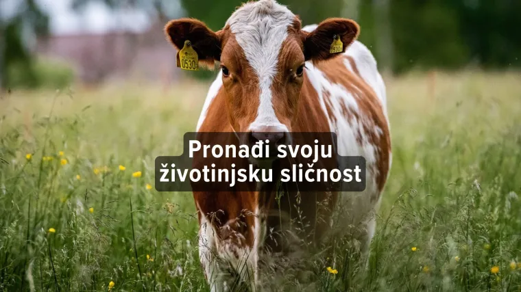 Kviz: Koja si domaća životinja?