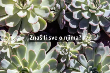 Kviz o sobnim biljkama: Znaš li sve o njima?