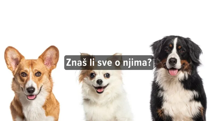 Kviz o pasminama pasa: Može&scaron; li imati sve točno?