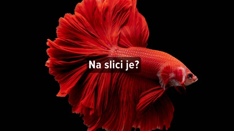 Kviz o crvenim životinjama - Može&scaron; li imati sve točno?