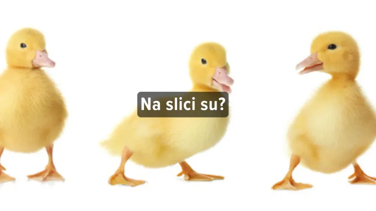 Kviz o žutim životinjama - Može&scaron; li imati sve točno?