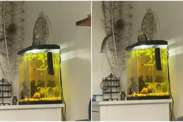 Nimfa Kiki ne može prestati pjevušiti ovu pjesmu: Budi vlasnicu u 7 ujutro