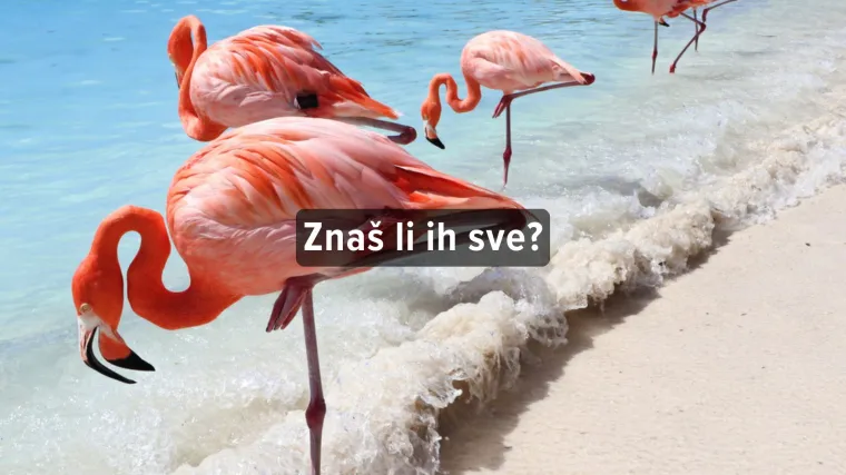 Kviz o ružičastim životinjama - Zna&scaron; li ih sve?