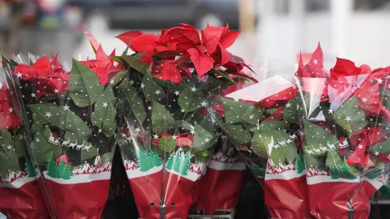 Uz ove savjete božićna zvijezda može potrajati cijelu godinu. Doznajte kako je održavati