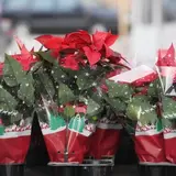 Uz ove savjete božićna zvijezda može potrajati cijelu godinu. Doznajte kako je održavati