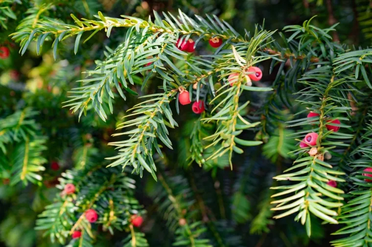 Donosimo vam recept za izrazito zdrav i ukusan sirup. Ipak budite oprezni kad prikupljate sastojke