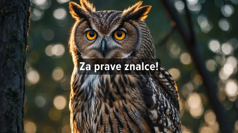 Kviz o noćnim životinjama - Zna&scaron; li ih sve?