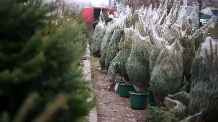 Građani šokirani cijenom božićnog drvca: 'Država je dotakla dno dna, dakle gore od tog ne može'