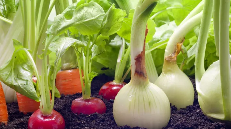 Kako uspje&scaron;no započeti uzgoj povrća u kućnom vrtu?