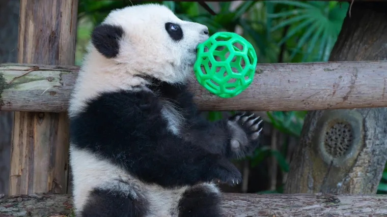 Najviše voli zelenu loptu: Ova preslatka beba panda rastopit će i najtvrđa srca