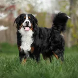 Svaka pasmina ima slabu točku: Obratite pozornost na simptome svog ljubimca