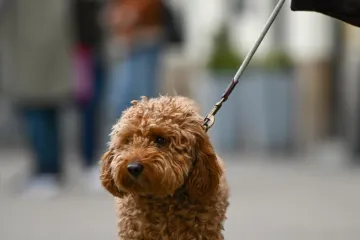 Preslatki psići razveselili Zagrepčane: Ni tmurno vrijeme nije pokvarilo osmijehe