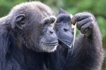 Čimpanze upoznali s ogledalima, reakcije su im bile hit