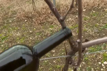 Iako u Primorju nema ovakvog običaja, Vukovarci su ga donijeli ratnih godina