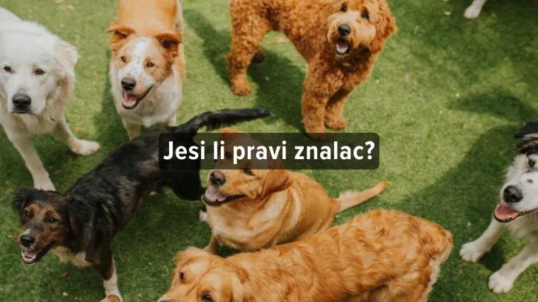 [KVIZ] Koliko zna&scaron; o psima?