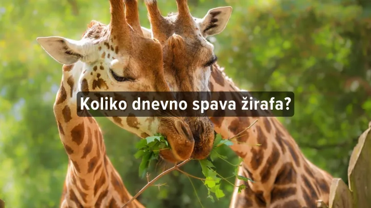 [KVIZ] Zna&scaron; li koliko spavaju ove životinje?