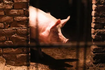 Svinjogojci u panici zbog niskih cijena: 'Pucali smo u potiljak uzgajivaču, a u čelo potrošaču'