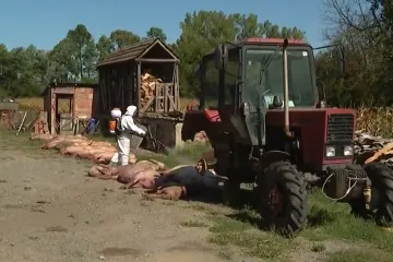 Afrička svinjska kuga ponovno se pojavila na farmama u Nijemcima, inspektori na terenu