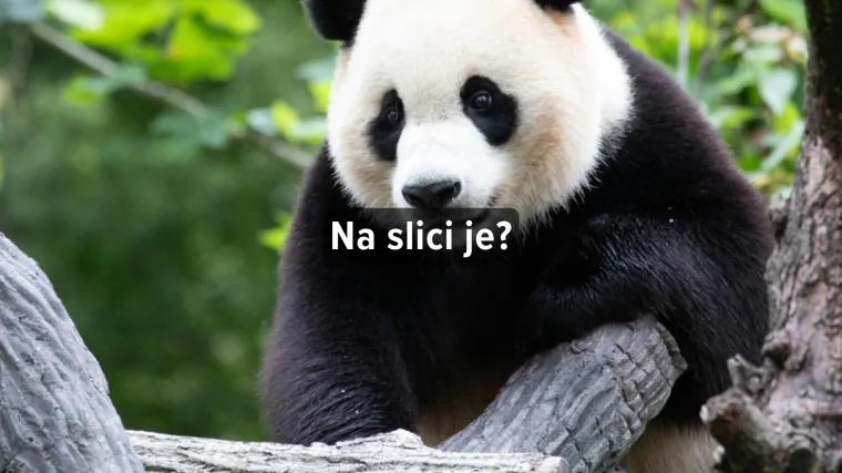 [KVIZ] Može&scaron; li prepoznati ove crno-bijele životinje?