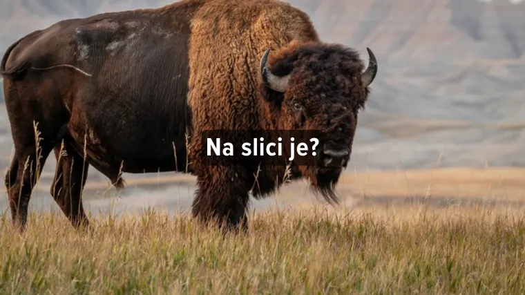 [KVIZ] Može&scaron; li prepoznati ove životinje s rogovima?