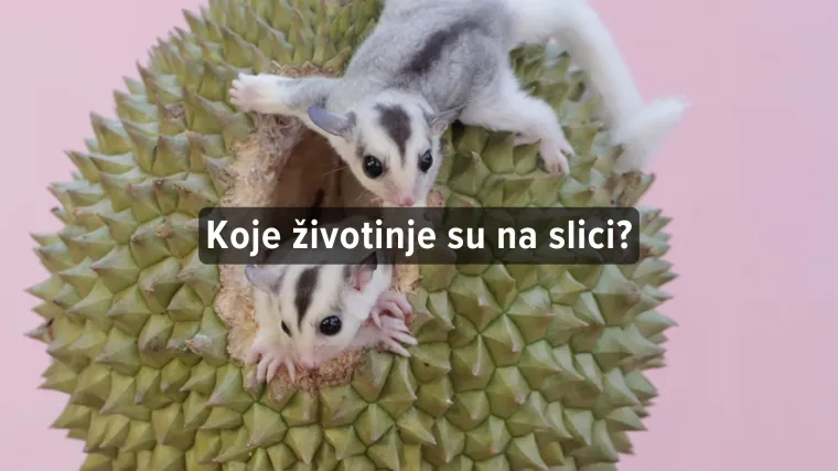 [KVIZ] Samo pravi znalci će prepoznati ove noćne životinje