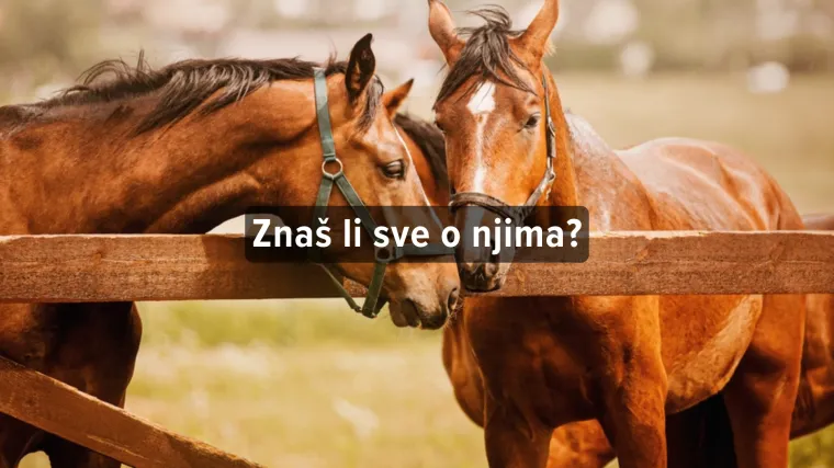 [KVIZ] Koliko znaš o konjima?