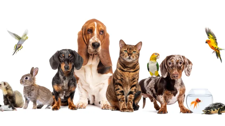 [KVIZ] Koji si kućni ljubimac koji odražava tvoju osobnost?